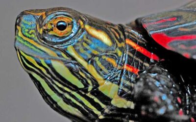 Come and play  on Turtle Day!